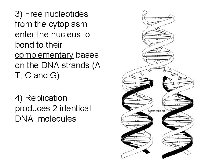 3) Free nucleotides from the cytoplasm enter the nucleus to bond to their complementary