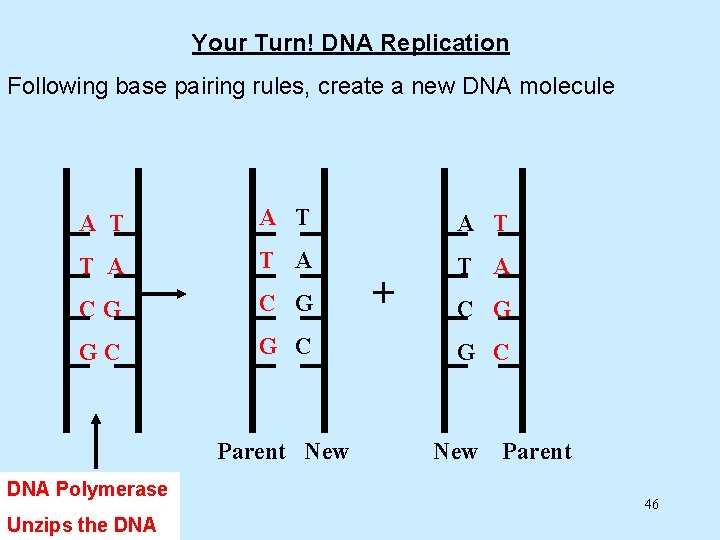 Your Turn! DNA Replication Following base pairing rules, create a new DNA molecule A