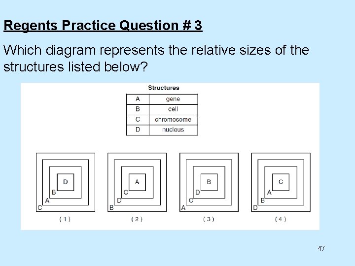 Regents Practice Question # 3 Which diagram represents the relative sizes of the structures