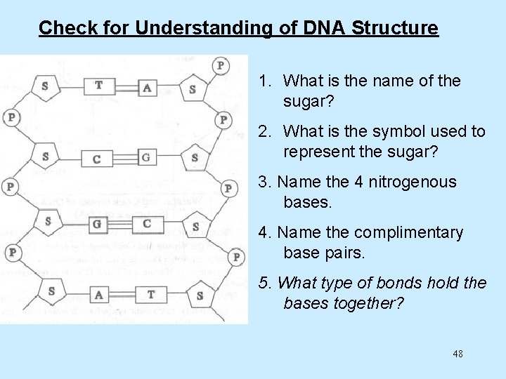 Check for Understanding of DNA Structure 1. What is the name of the sugar?