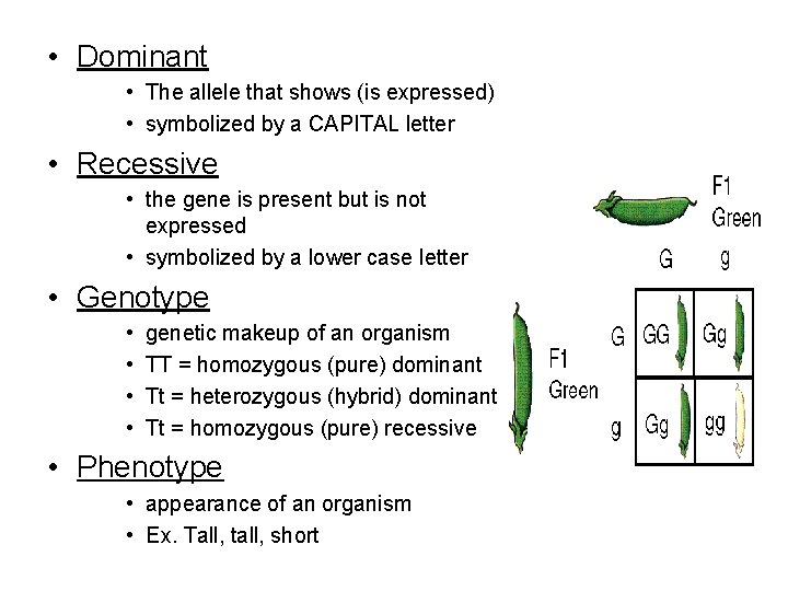  • Dominant • The allele that shows (is expressed) • symbolized by a