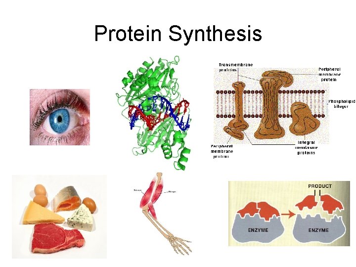 Protein Synthesis 