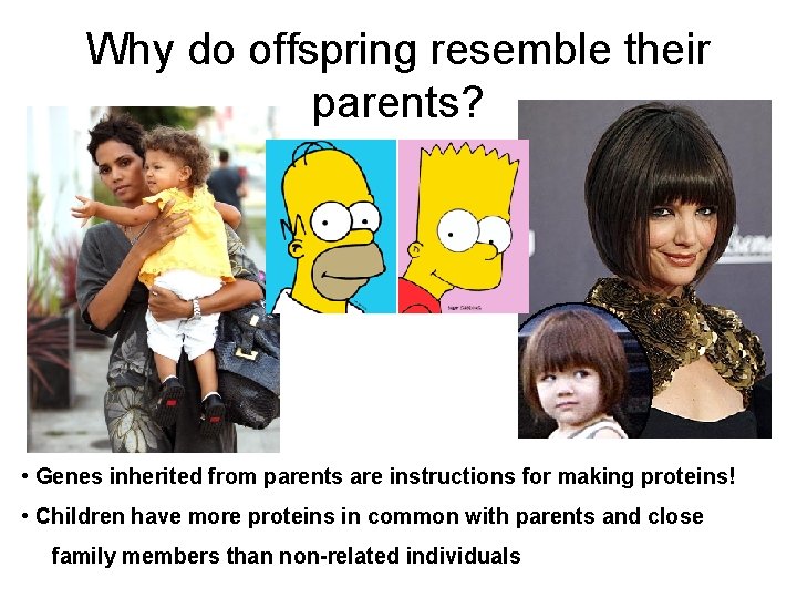 Why do offspring resemble their parents? • Genes inherited from parents are instructions for