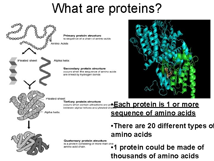 What are proteins? • Each protein is 1 or more sequence of amino acids