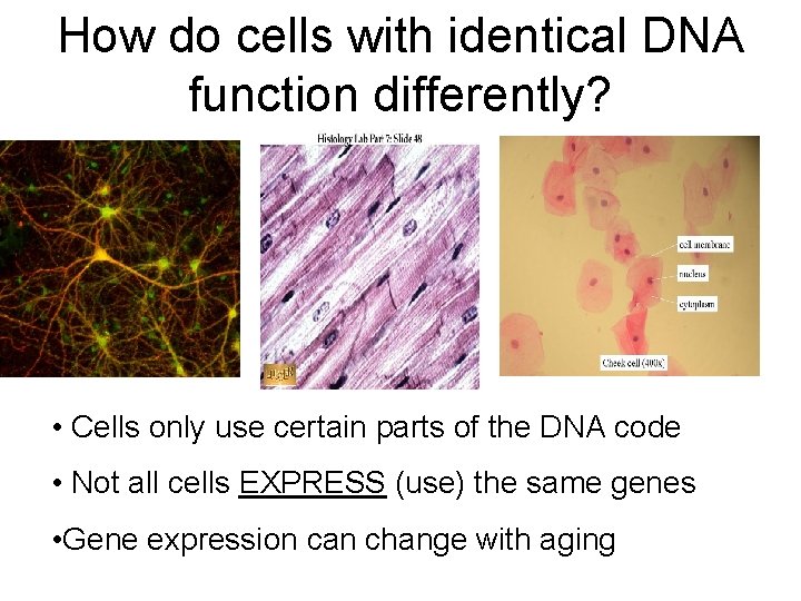 How do cells with identical DNA function differently? • Cells only use certain parts