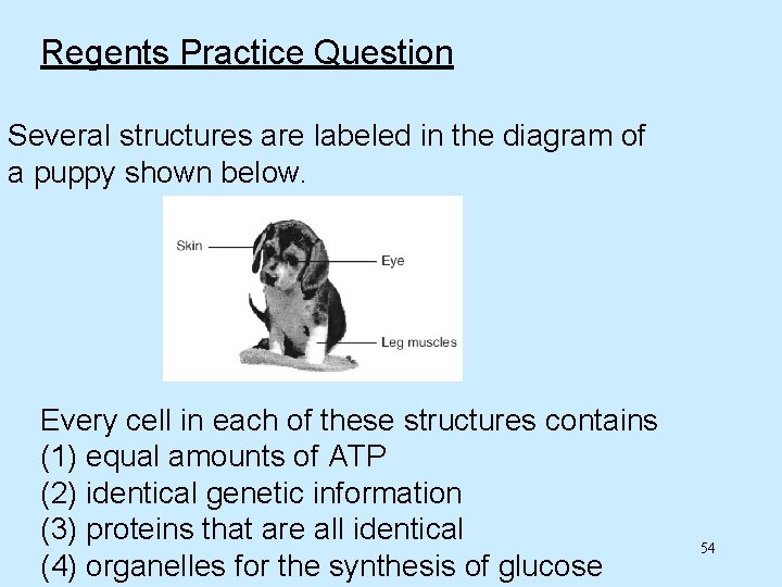 Regents Practice Question Several structures are labeled in the diagram of a puppy shown