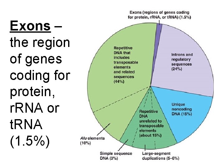 Exons – the region of genes coding for protein, r. RNA or t. RNA