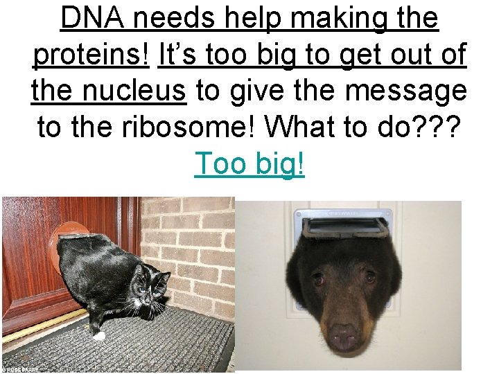 DNA needs help making the proteins! It’s too big to get out of the