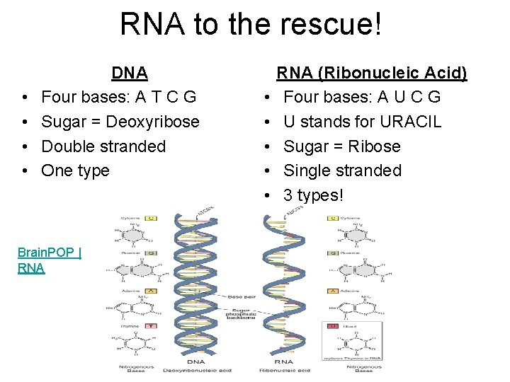 RNA to the rescue! • • DNA Four bases: A T C G Sugar