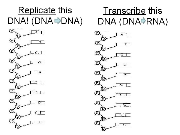 Replicate this DNA! (DNA DNA) Transcribe this DNA (DNA RNA) 