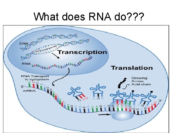 What does RNA do? ? ? 