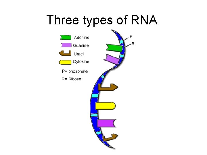 Three types of RNA 