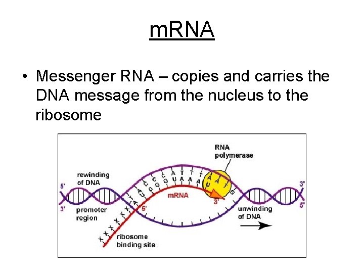 m. RNA • Messenger RNA – copies and carries the DNA message from the