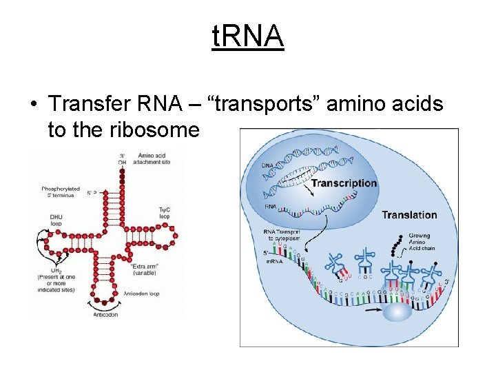 t. RNA • Transfer RNA – “transports” amino acids to the ribosome 