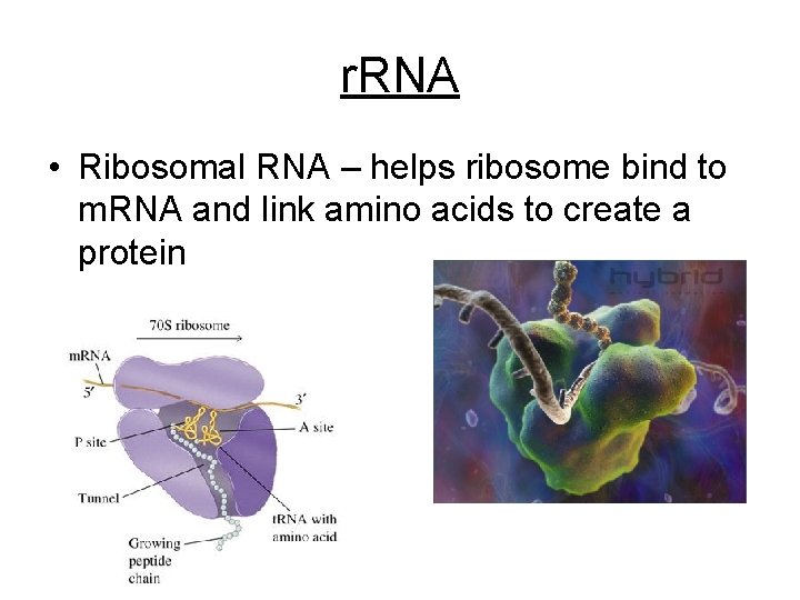 r. RNA • Ribosomal RNA – helps ribosome bind to m. RNA and link