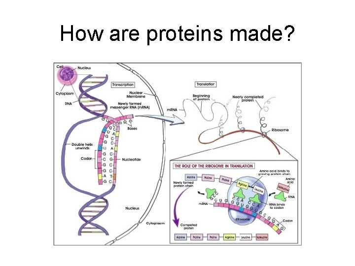 How are proteins made? 