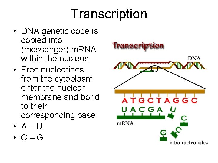 Transcription • DNA genetic code is copied into (messenger) m. RNA within the nucleus