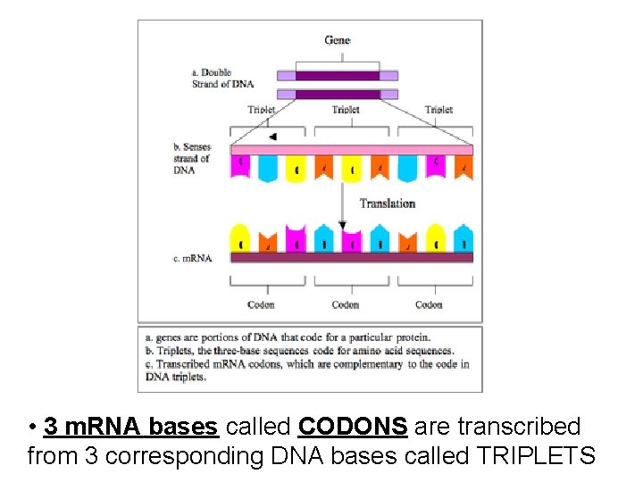  • 3 m. RNA bases called CODONS are transcribed from 3 corresponding DNA