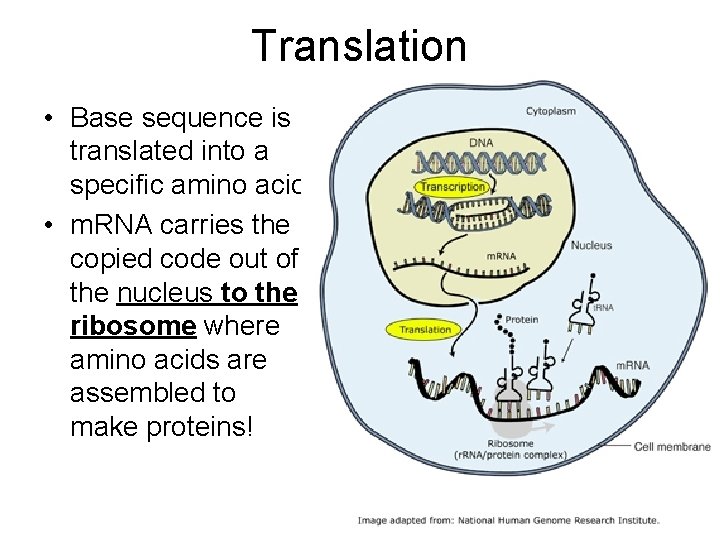 Translation • Base sequence is translated into a specific amino acid • m. RNA