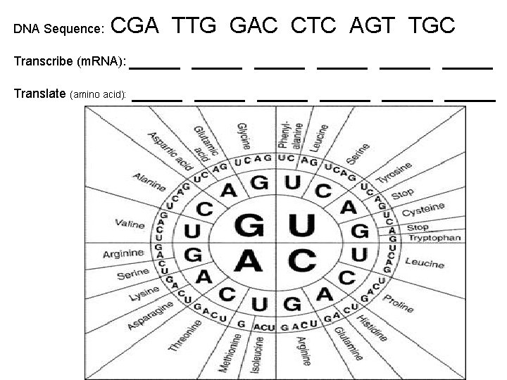 CGA TTG GAC CTC AGT TGC Transcribe (m. RNA): ____ ____ Translate (amino acid):