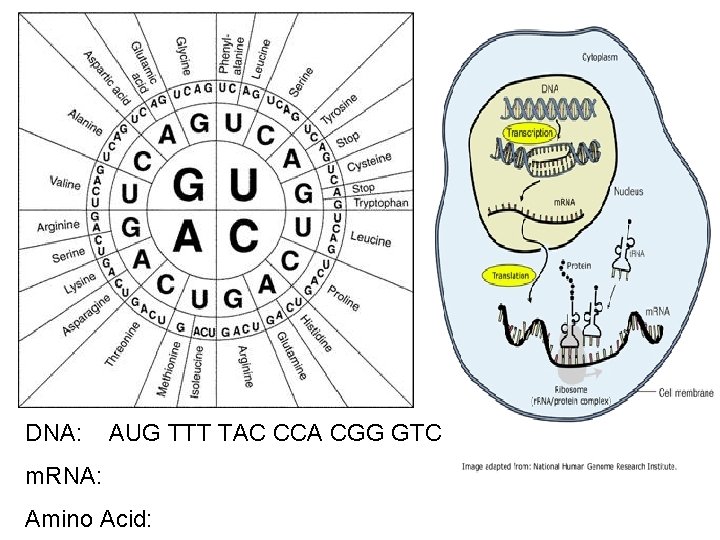 DNA: AUG TTT TAC CCA CGG GTC m. RNA: Amino Acid: 