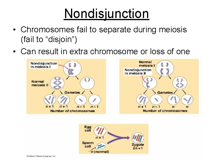 Nondisjunction • Chromosomes fail to separate during meiosis (fail to “disjoin”) • Can result