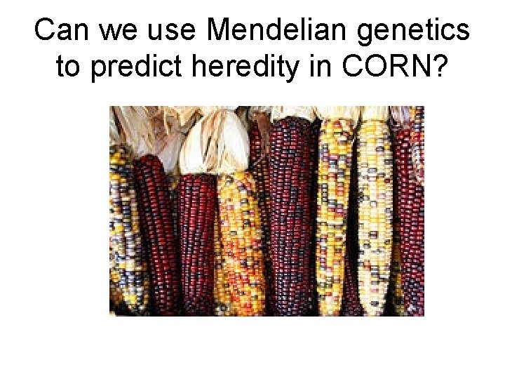 Can we use Mendelian genetics to predict heredity in CORN? 