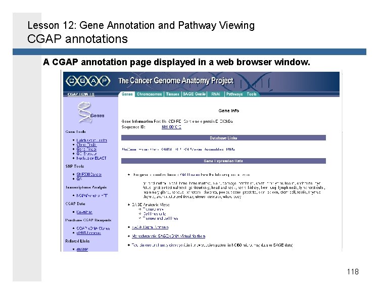 Lesson 12: Gene Annotation and Pathway Viewing CGAP annotations A CGAP annotation page displayed