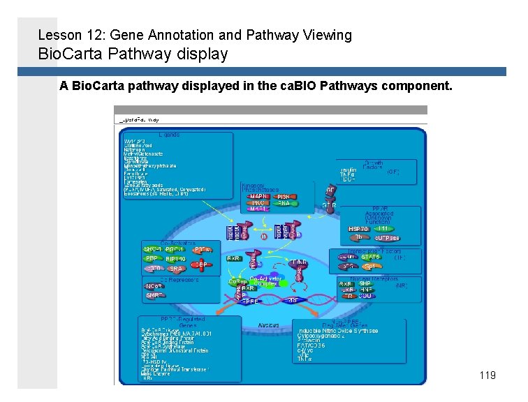 Lesson 12: Gene Annotation and Pathway Viewing Bio. Carta Pathway display A Bio. Carta