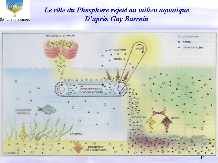 Le rôle du Phosphore rejeté au milieu aquatique D’après Guy Barroin 11 