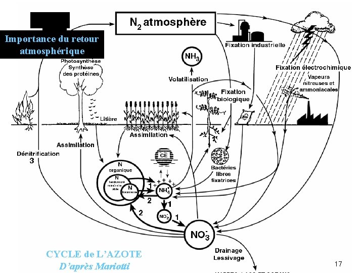 Importance du retour atmosphérique CYCLE de L’AZOTE D’après Mariotti 17 