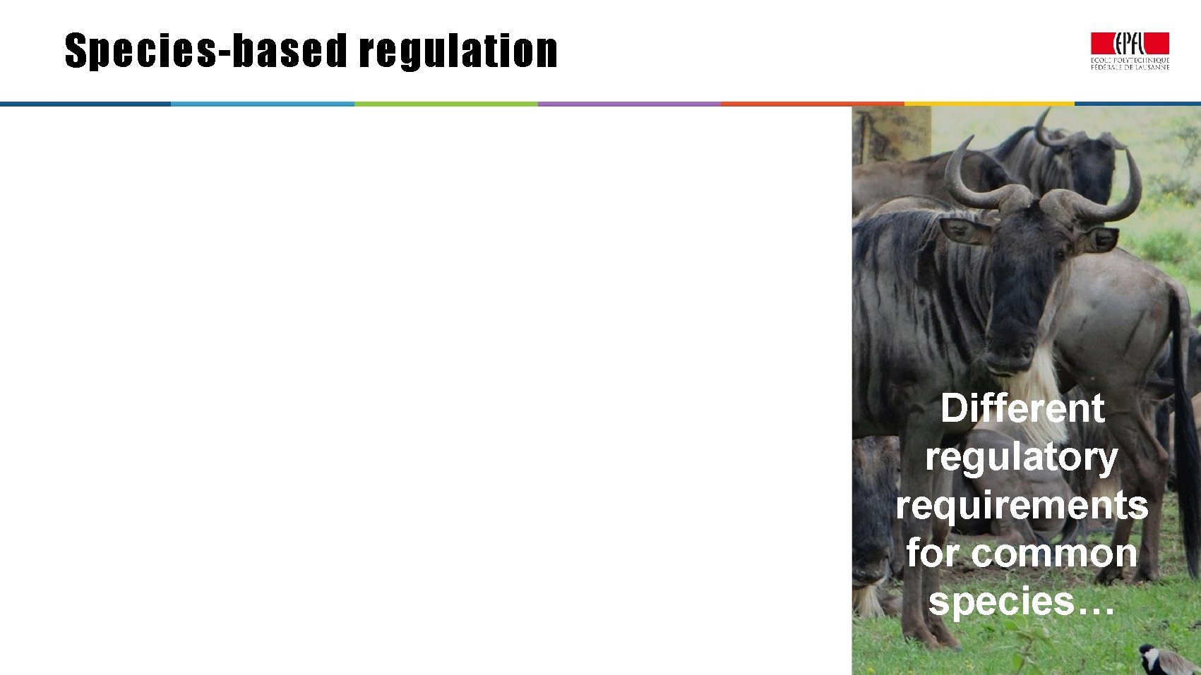 Species-based regulation Different regulatory requirements for common species… Application des lois – Law enforcement