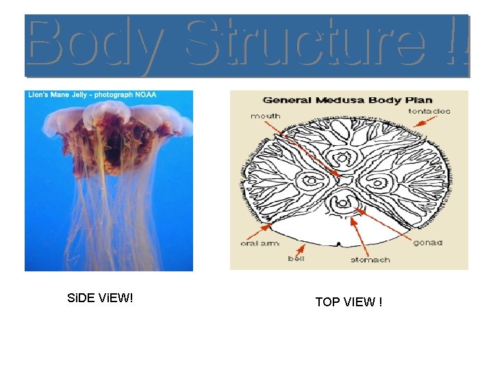 Si. DE Vi. EW! TOP VIEW ! 
