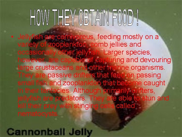  • Jellyfish are carnivorous, feeding mostly on a variety of zooplankton, comb jellies