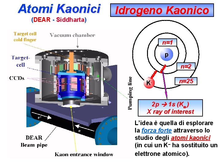 Atomi Kaonici (DEAR - Siddharta) Idrogeno Kaonico n=1 p n=2 K- n=25 2 p