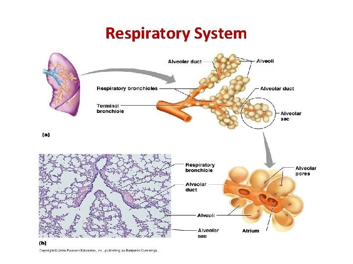 Respiratory System 