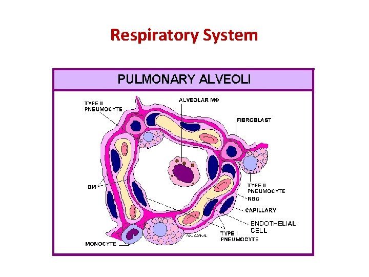 Respiratory System 