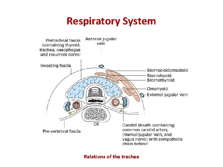 Respiratory System Relations of the trachea 