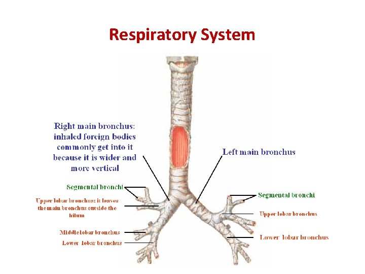 Respiratory System 