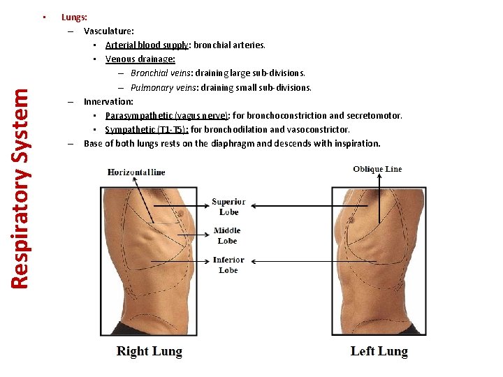 Respiratory System • Lungs: – Vasculature: • Arterial blood supply: bronchial arteries. • Venous