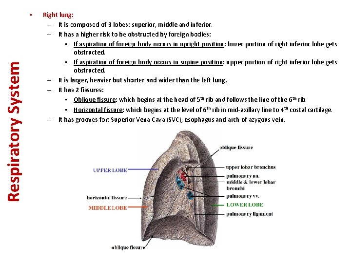 Respiratory System • Right lung: – It is composed of 3 lobes: superior, middle