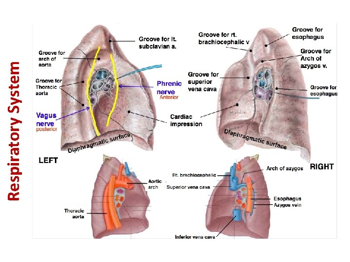 Respiratory System 