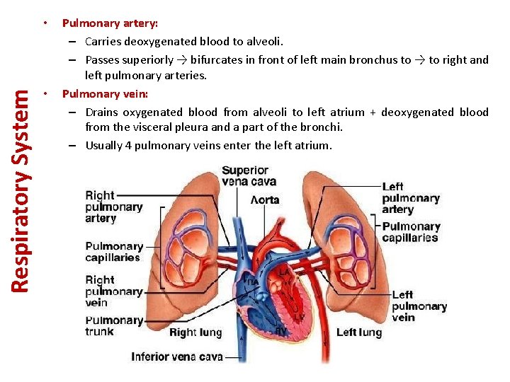 Respiratory System • • Pulmonary artery: – Carries deoxygenated blood to alveoli. – Passes