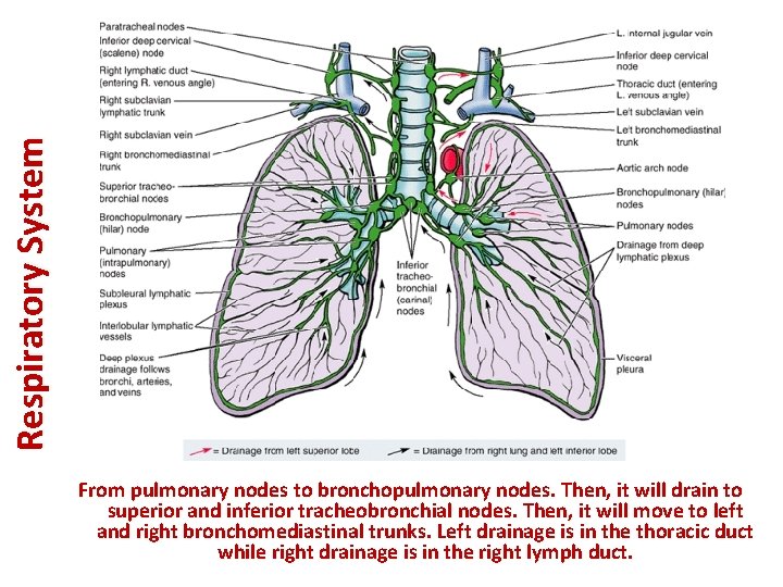 Respiratory System From pulmonary nodes to bronchopulmonary nodes. Then, it will drain to superior