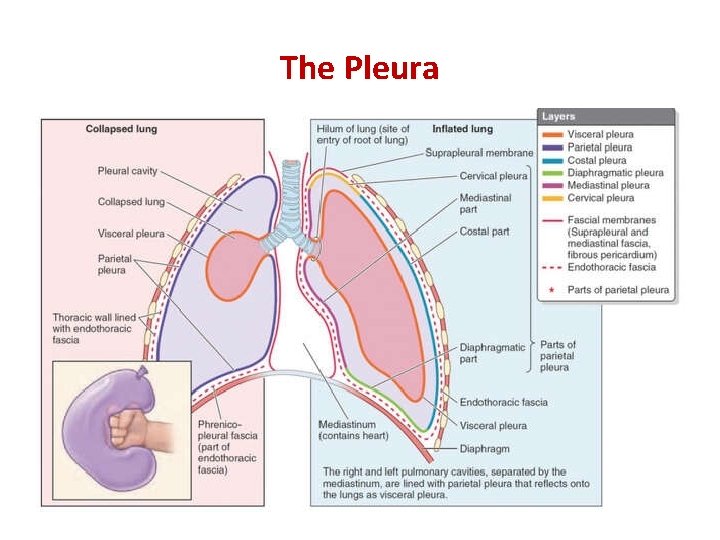 The Pleura 