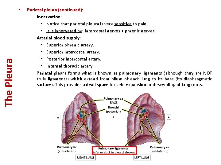 The Pleura • Parietal pleura (continued): – Innervation: • Notice that parietal pleura is