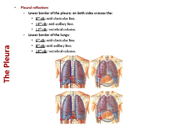 The Pleura • Pleural reflection: – Lower border of the pleura: on both sides