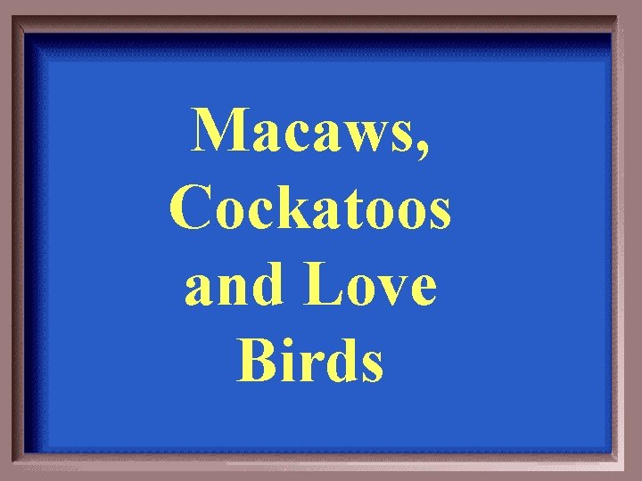 Macaws, Cockatoos and Love Birds 