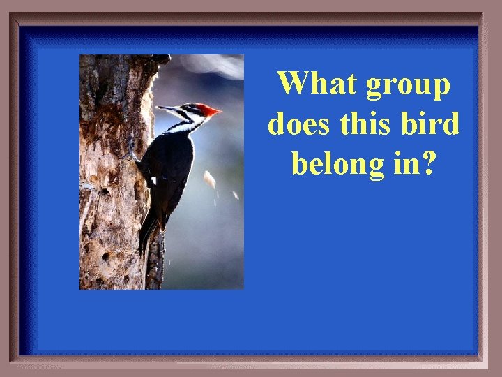 What group does this bird belong in? 