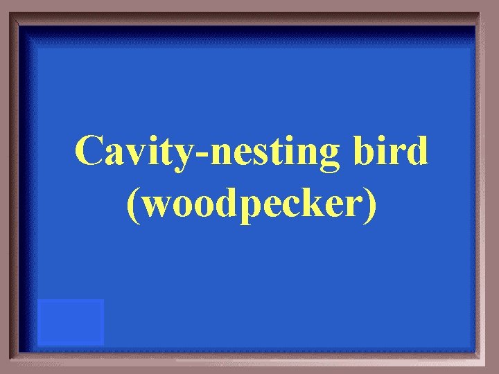 Cavity-nesting bird (woodpecker) 